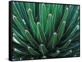 This Queen Victoria agave plant-Mallorie Ostrowitz-Framed Stretched Canvas