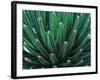 This Queen Victoria agave plant-Mallorie Ostrowitz-Framed Photographic Print