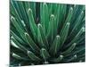 This Queen Victoria agave plant-Mallorie Ostrowitz-Mounted Photographic Print