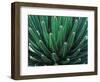 This Queen Victoria agave plant-Mallorie Ostrowitz-Framed Photographic Print