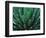 This Queen Victoria agave plant-Mallorie Ostrowitz-Framed Photographic Print