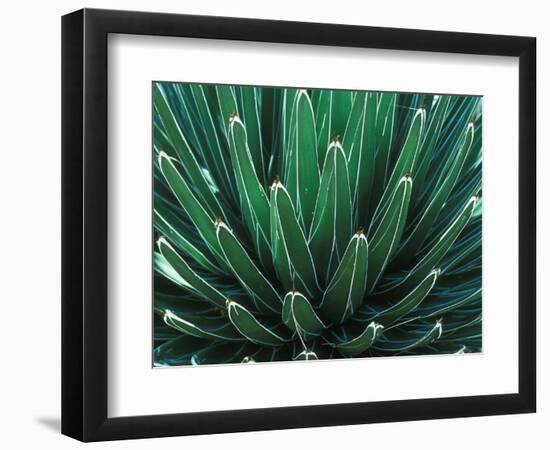 This Queen Victoria agave plant-Mallorie Ostrowitz-Framed Photographic Print