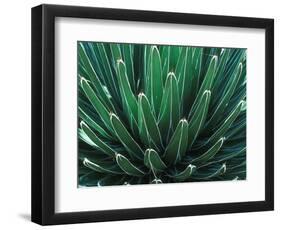 This Queen Victoria agave plant-Mallorie Ostrowitz-Framed Photographic Print