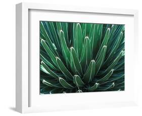 This Queen Victoria agave plant-Mallorie Ostrowitz-Framed Photographic Print