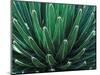 This Queen Victoria agave plant-Mallorie Ostrowitz-Mounted Photographic Print