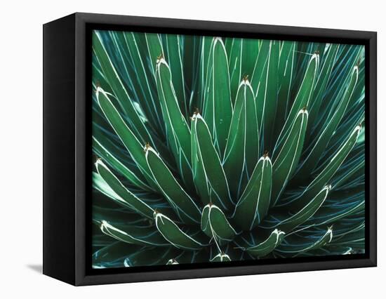 This Queen Victoria agave plant-Mallorie Ostrowitz-Framed Stretched Canvas