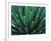 This Queen Victoria agave plant-Mallorie Ostrowitz-Framed Photographic Print