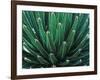 This Queen Victoria agave plant-Mallorie Ostrowitz-Framed Photographic Print