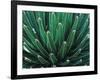 This Queen Victoria agave plant-Mallorie Ostrowitz-Framed Photographic Print