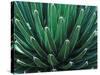 This Queen Victoria agave plant-Mallorie Ostrowitz-Stretched Canvas