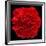 This Red Carnation-Steve Gadomski-Framed Photographic Print