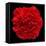 This Red Carnation-Steve Gadomski-Framed Stretched Canvas