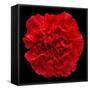 This Red Carnation-Steve Gadomski-Framed Stretched Canvas