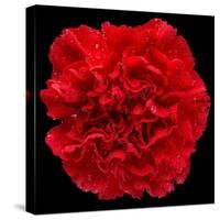 This Red Carnation-Steve Gadomski-Stretched Canvas