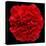 This Red Carnation-Steve Gadomski-Stretched Canvas