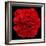 This Red Carnation-Steve Gadomski-Framed Photographic Print