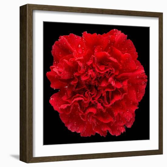 This Red Carnation-Steve Gadomski-Framed Photographic Print