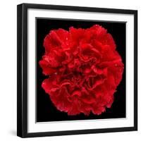 This Red Carnation-Steve Gadomski-Framed Photographic Print