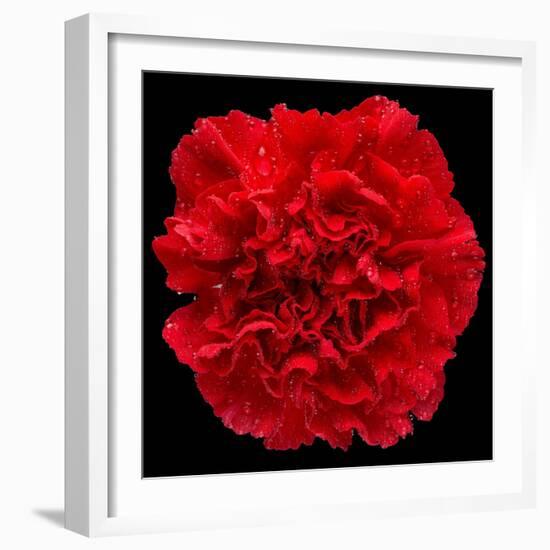 This Red Carnation-Steve Gadomski-Framed Photographic Print