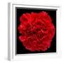 This Red Carnation-Steve Gadomski-Framed Photographic Print