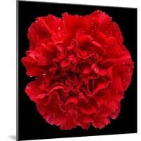 This Red Carnation-Steve Gadomski-Mounted Photographic Print