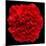 This Red Carnation-Steve Gadomski-Mounted Photographic Print