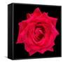 This Red Rose-Steve Gadomski-Framed Stretched Canvas