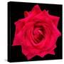 This Red Rose-Steve Gadomski-Stretched Canvas