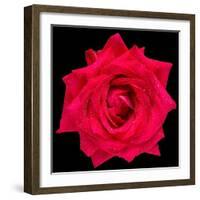 This Red Rose-Steve Gadomski-Framed Photographic Print