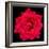 This Red Rose-Steve Gadomski-Framed Photographic Print