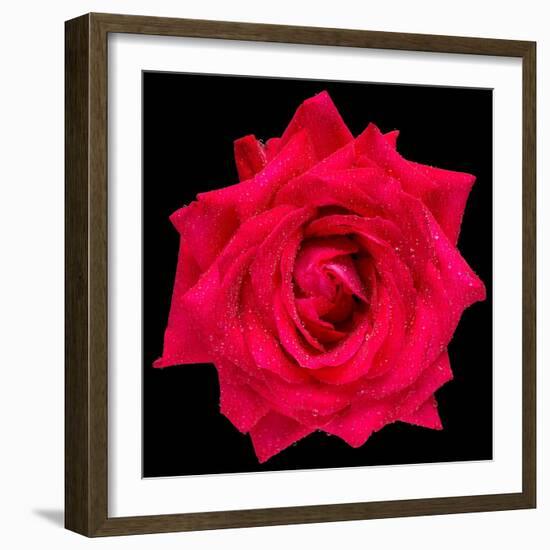 This Red Rose-Steve Gadomski-Framed Photographic Print