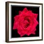 This Red Rose-Steve Gadomski-Framed Photographic Print