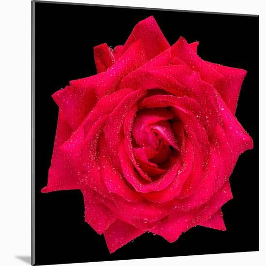 This Red Rose-Steve Gadomski-Mounted Photographic Print