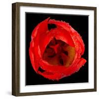 This Red Tulip-Steve Gadomski-Framed Photographic Print