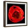 This Red Tulip-Steve Gadomski-Framed Photographic Print