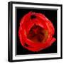 This Red Tulip-Steve Gadomski-Framed Photographic Print