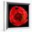 This Red Tulip-Steve Gadomski-Framed Photographic Print