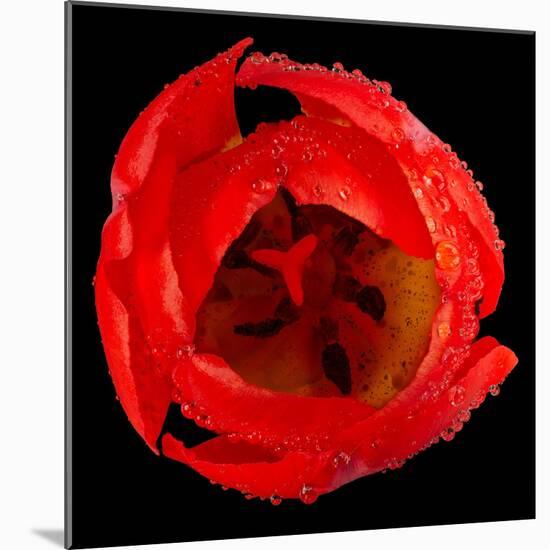 This Red Tulip-Steve Gadomski-Mounted Photographic Print