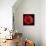 This Red Tulip-Steve Gadomski-Framed Stretched Canvas displayed on a wall