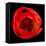 This Red Tulip-Steve Gadomski-Framed Stretched Canvas