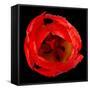 This Red Tulip-Steve Gadomski-Framed Stretched Canvas