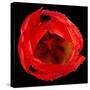 This Red Tulip-Steve Gadomski-Stretched Canvas