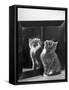 This Small Grey and White Kitten Stares up at the Ceiling While Sitting Next to a Large Mirror-Thomas Fall-Framed Stretched Canvas