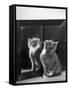 This Small Grey and White Kitten Stares up at the Ceiling While Sitting Next to a Large Mirror-Thomas Fall-Framed Stretched Canvas