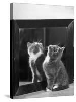 This Small Grey and White Kitten Stares up at the Ceiling While Sitting Next to a Large Mirror-Thomas Fall-Stretched Canvas