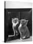 This Small Grey and White Kitten Stares up at the Ceiling While Sitting Next to a Large Mirror-Thomas Fall-Stretched Canvas