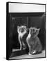 This Small Grey and White Kitten Stares up at the Ceiling While Sitting Next to a Large Mirror-Thomas Fall-Framed Stretched Canvas