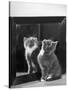 This Small Grey and White Kitten Stares up at the Ceiling While Sitting Next to a Large Mirror-Thomas Fall-Stretched Canvas