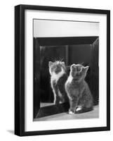 This Small Grey and White Kitten Stares up at the Ceiling While Sitting Next to a Large Mirror-Thomas Fall-Framed Photographic Print