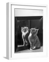 This Small Grey and White Kitten Stares up at the Ceiling While Sitting Next to a Large Mirror-Thomas Fall-Framed Photographic Print